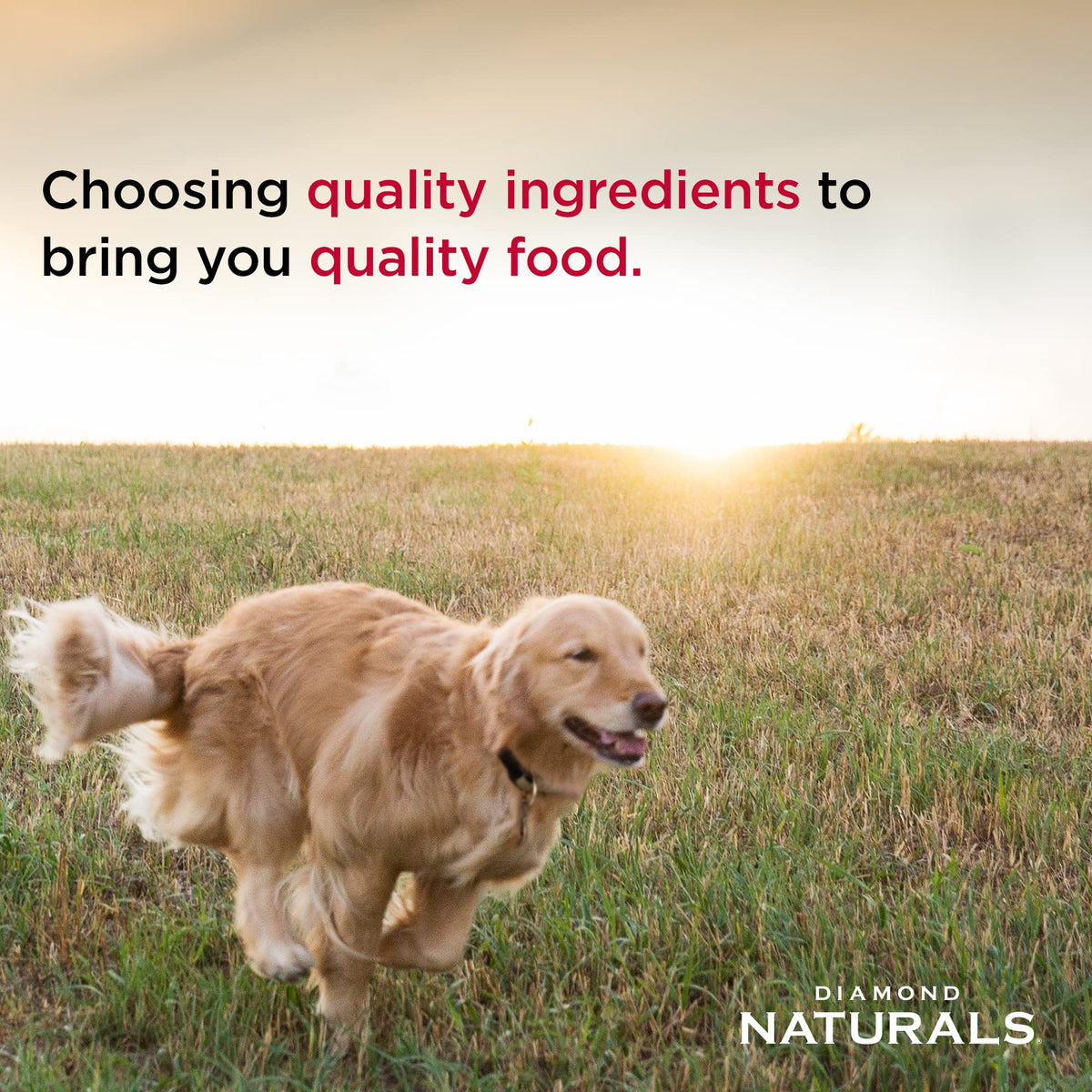 Dry Dog Food, Lamb Meal & Rice, 40lb W756