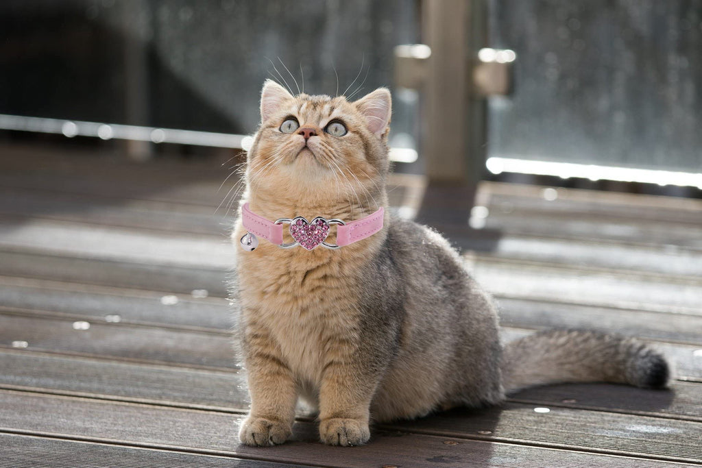 Pink Cat Collar with Safety Belt and Bell L85776