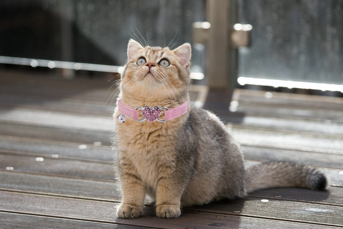 Pink Cat Collar with Safety Belt and Bell L85776